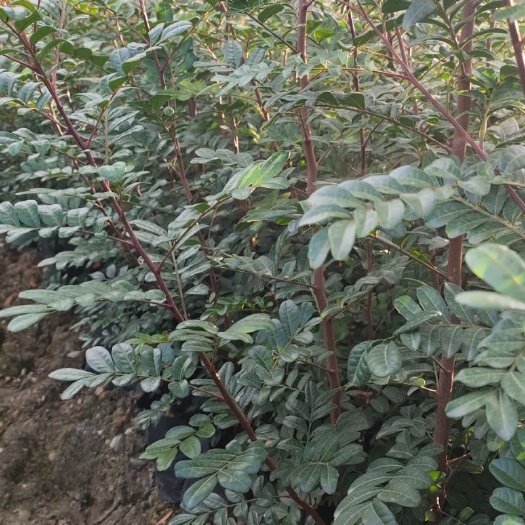 昌宁县 大量清香木苗出售