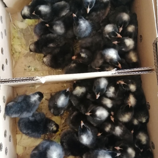  黑芦花鸡苗厂家直销包疫苗成活