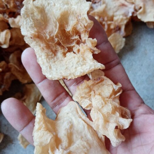 鱼台县羊肚耳 产地直销