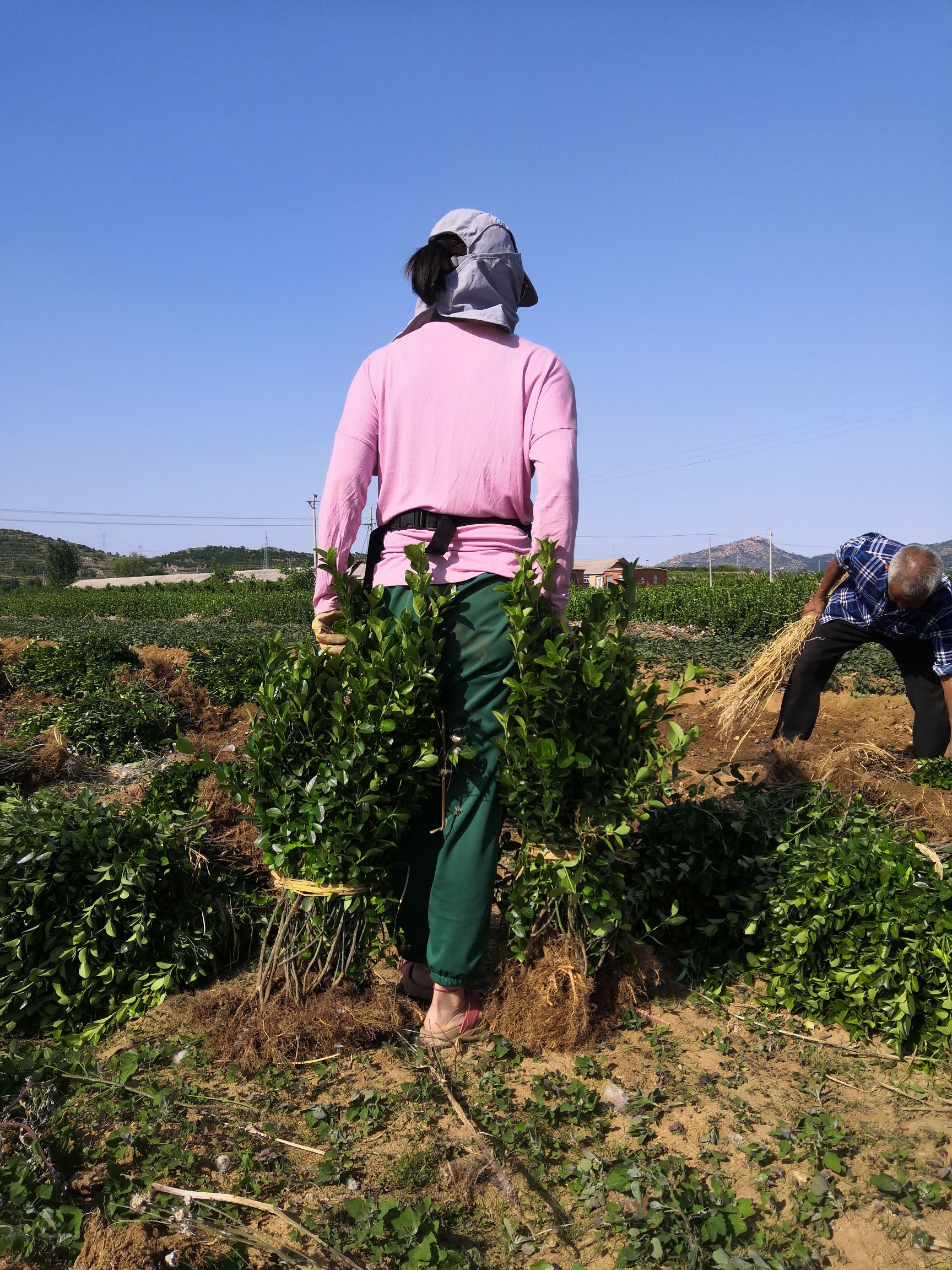 胶东卫矛  80万棵优质（常年）等你来拥抱！
