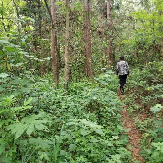 江油市柏木