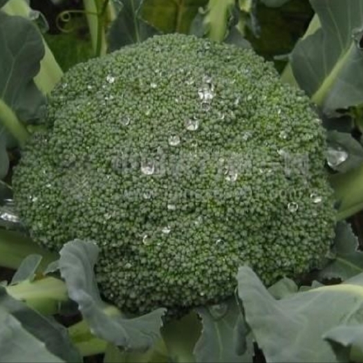莒县优秀西兰花  供应山东有机西兰花