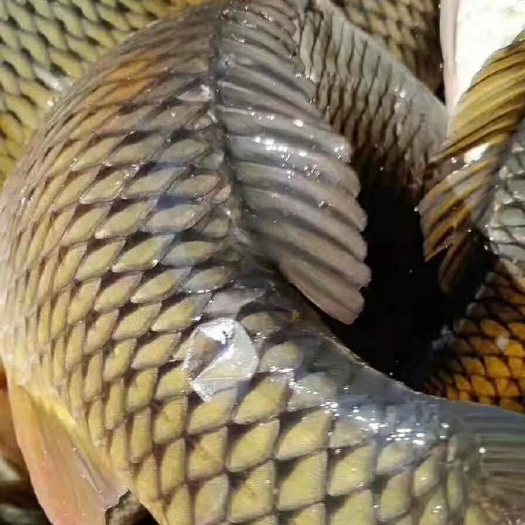常德水库鲤鱼