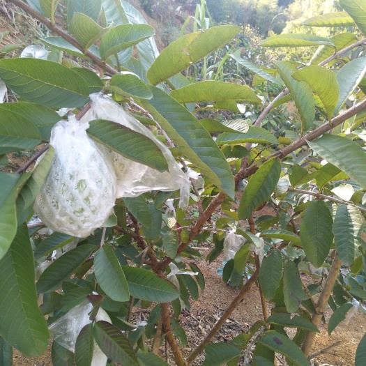 华安县 芭乐，番石榴