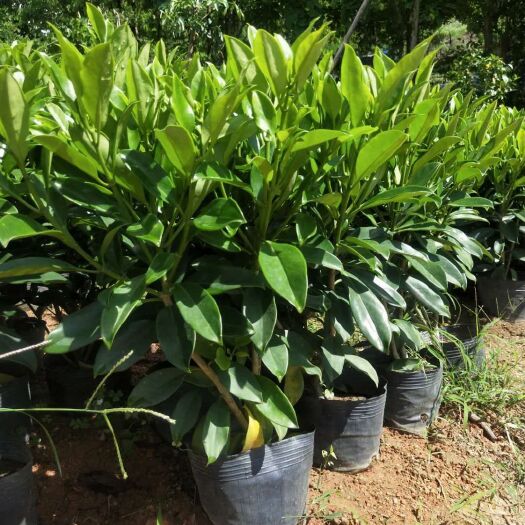 普宁市 非洲茉莉50cm-100cm高各有货