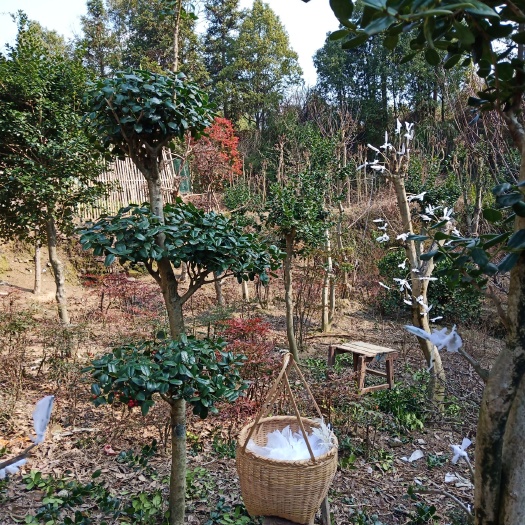 咸宁无刺枸骨 自己嫁接，造型枸骨多年培育，低价供应，有60棵基本定造型成功