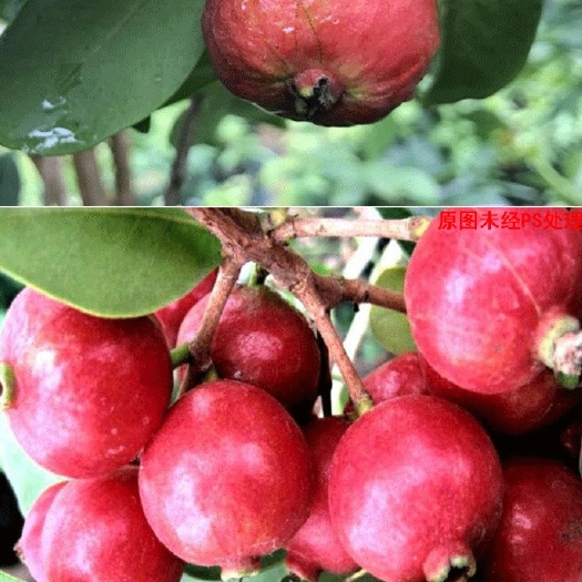 灵山县 巴西原产草莓番石榴果树苗榕叶番石榴苗四季种植阳台盆栽绿化种