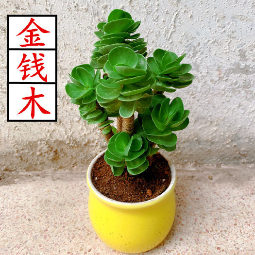 宿迁 金钱木老桩带盆带土多肉植物室内桌面绿植金钱树盆栽防辐射除甲醛