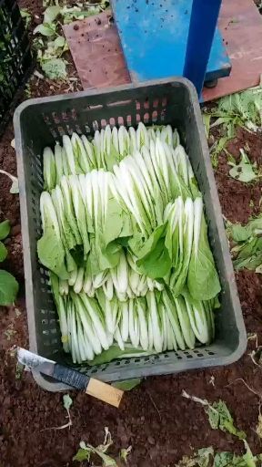 仁寿县黑叶小白菜 15~20cm