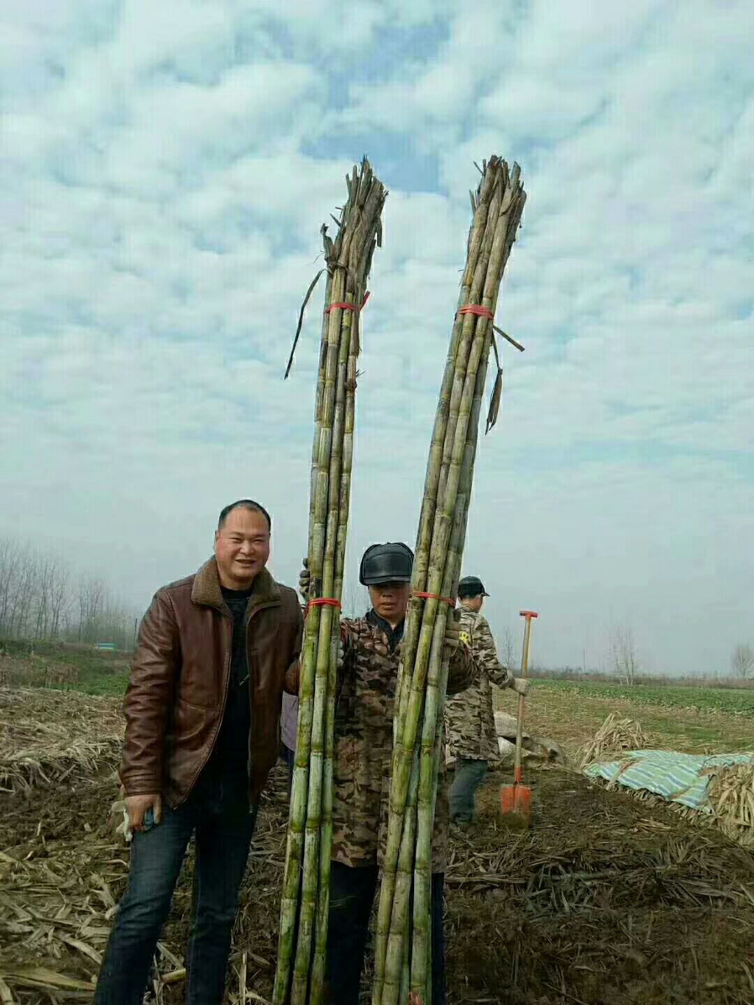 仙桃青皮甘蔗，皮薄脆甜多汁，50捆起批，基地直供！