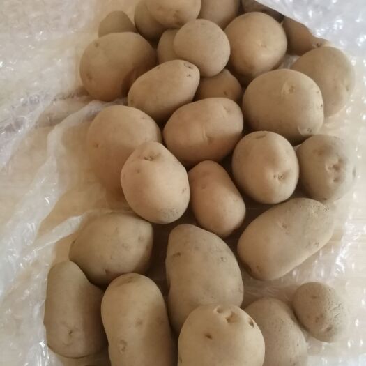 仙居县 恩施小土豆