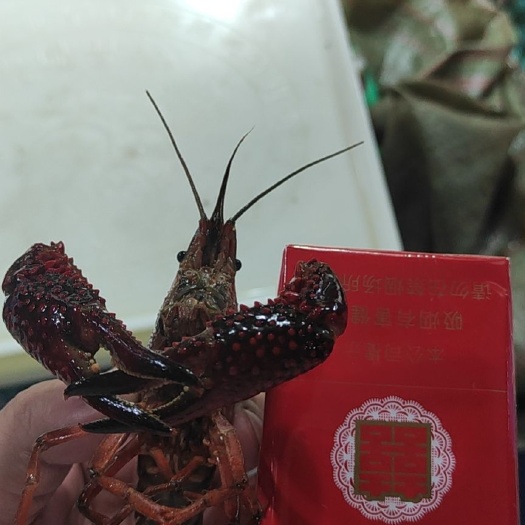 汕尾 小龙虾
