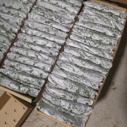 新沂市秋菊苗 种优质的苗子，出最好的花