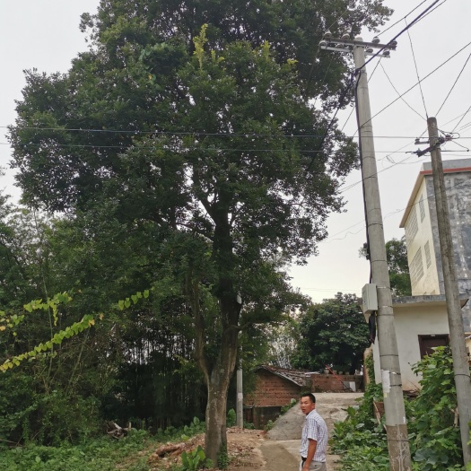 钦州 40到80朴树