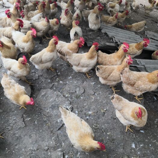 兴业县 三黄土鸡，肉质细腻，皮脆肉嫩。