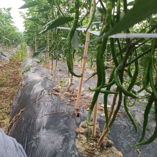崇州市二荆条辣椒 微辣