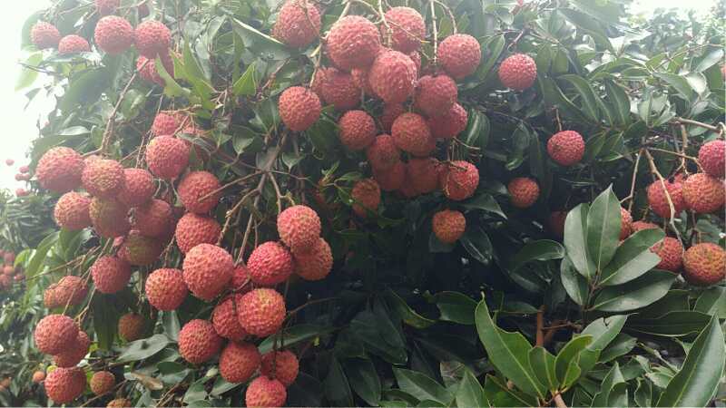 广州桂味荔枝 2cm