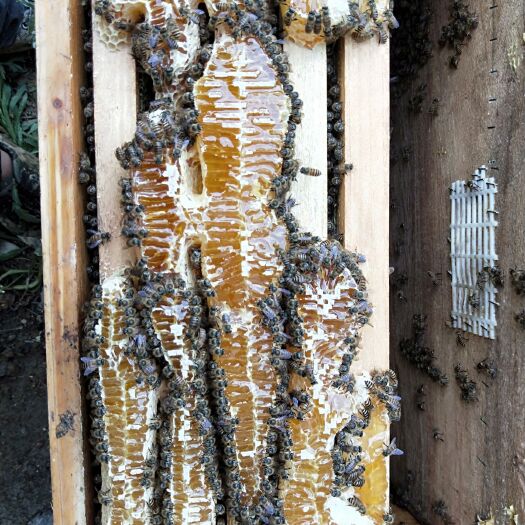 镇宁县 中锋蜂蜜出售需要的请联系