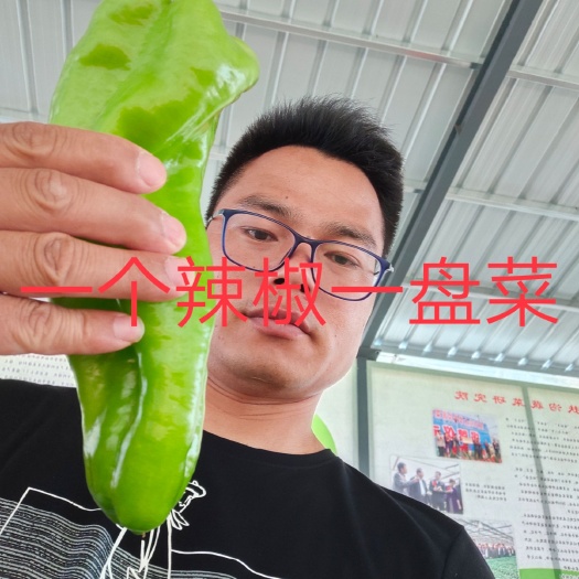 泡椒种子 豫艺新时代~型果薄皮黄绿皮果个粗长大产量高好吃的