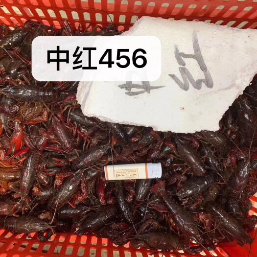 潜江市潜江小龙虾 潜江本地一首货源！全国可批发