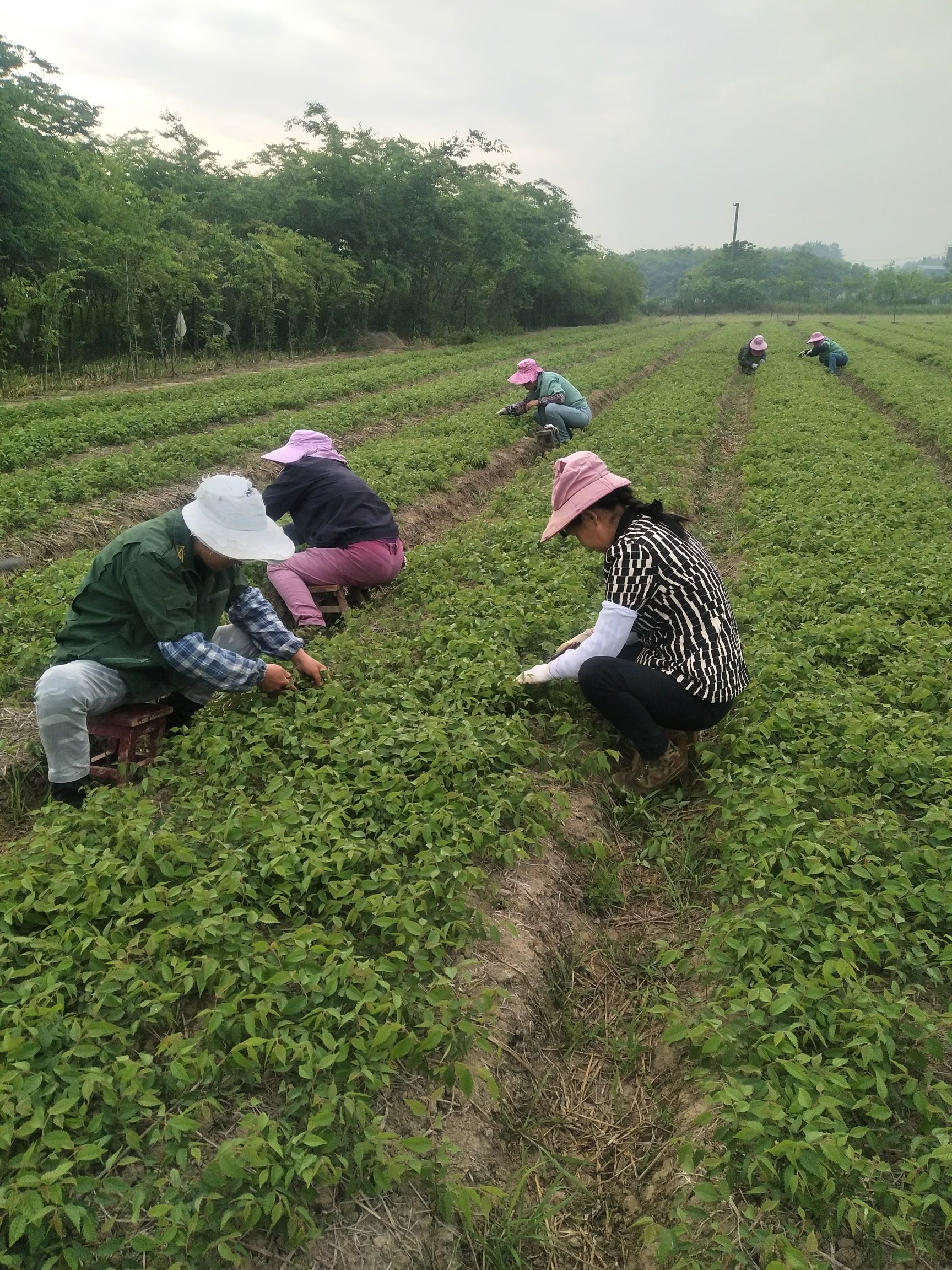 红榉  榉树，榉树苗，基地直供