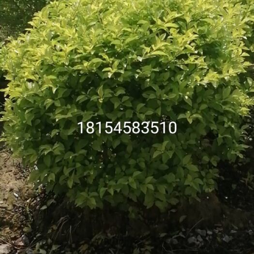 南宁长期供应黄素梅绿化苗黄金叶布袋苗冠50～80高50～100