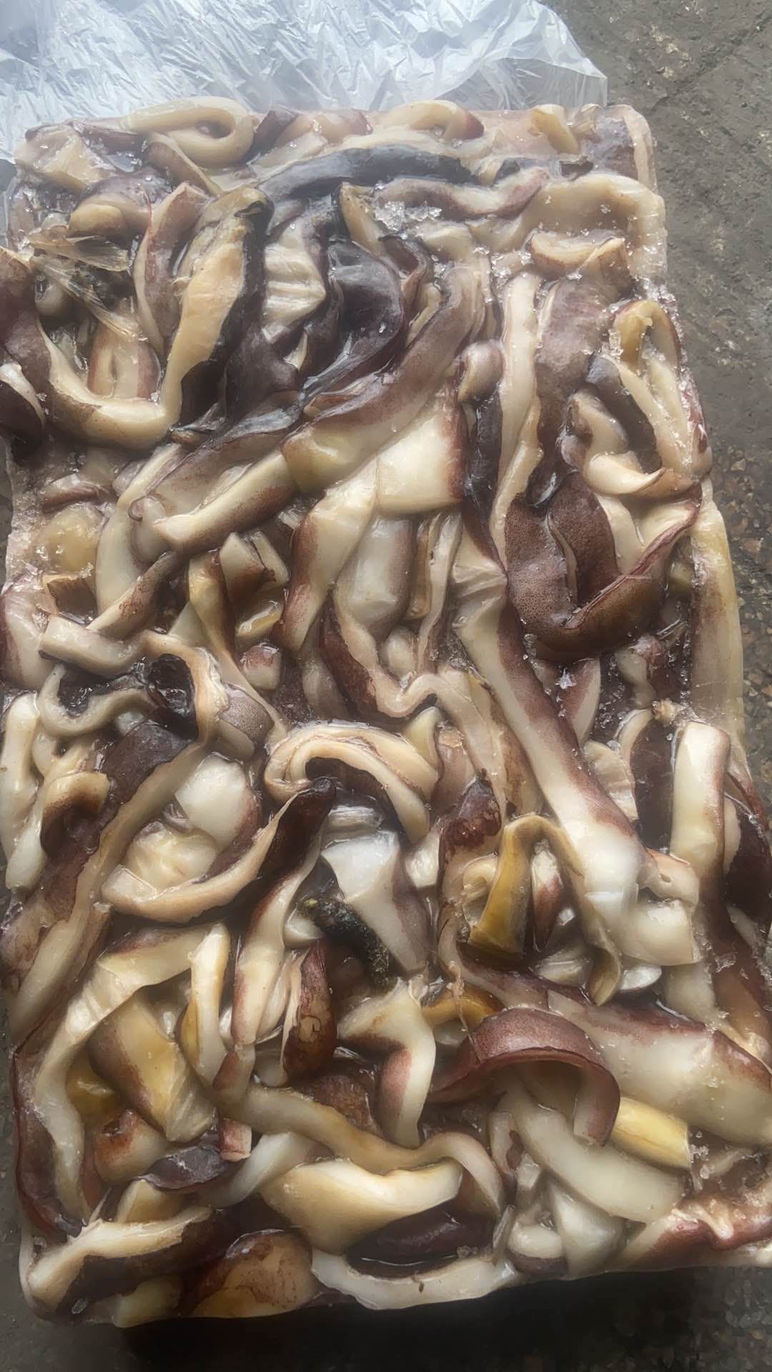 秘鲁鱿鱼 印度洋口边