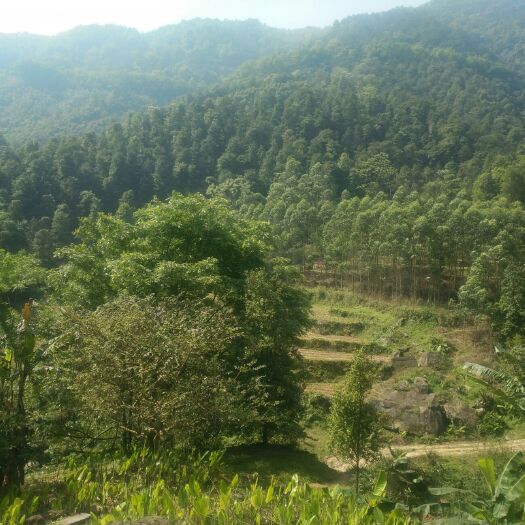 上林县 供应蜜蜂，蜂蜜
