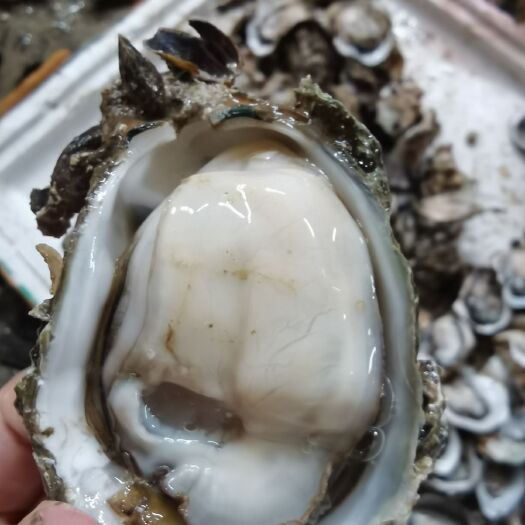 佛山湛江牡蛎 生蚝批发，大量A货，小小虴，小，中，大，价格实惠