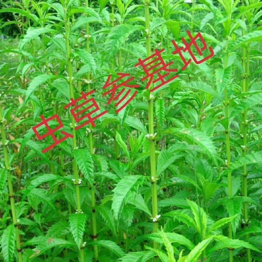 地参 2020年致富好项目――种植虫草参(生物黄金)
造就百万富翁