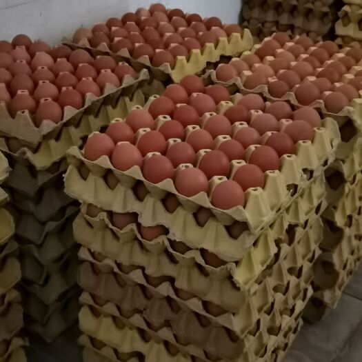 富平县粉壳蛋  精品鸡蛋，养鸡场直供