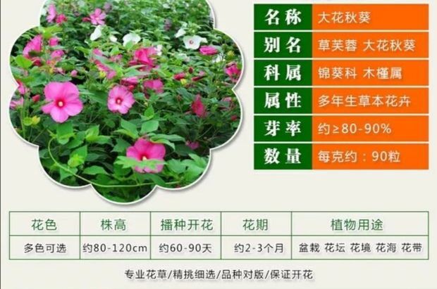沭阳县 大花秋葵种子芙蓉葵草芙蓉多年生花期长草花阳台四季庭院花卉