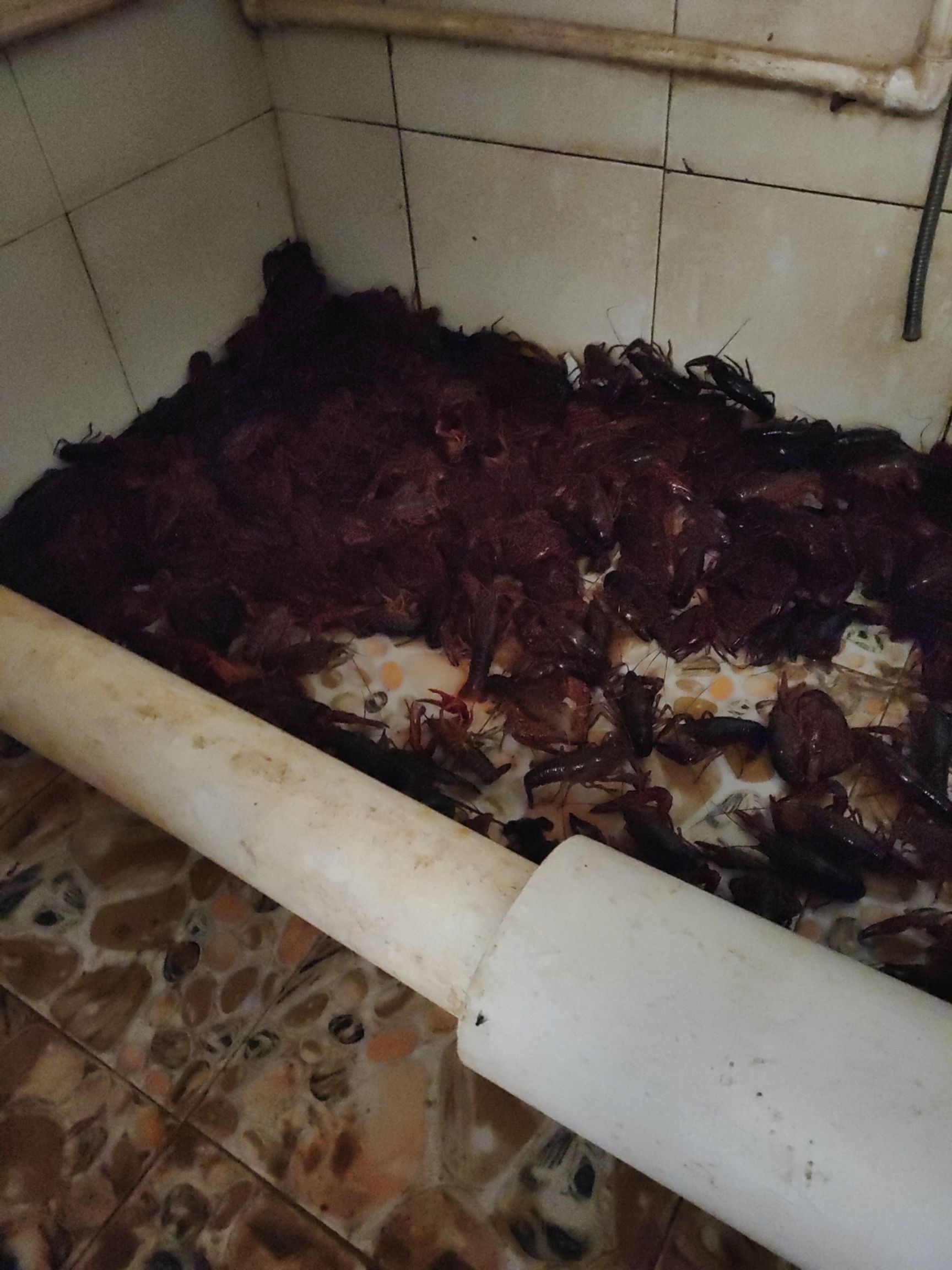 红壳小龙虾 红壳虾
