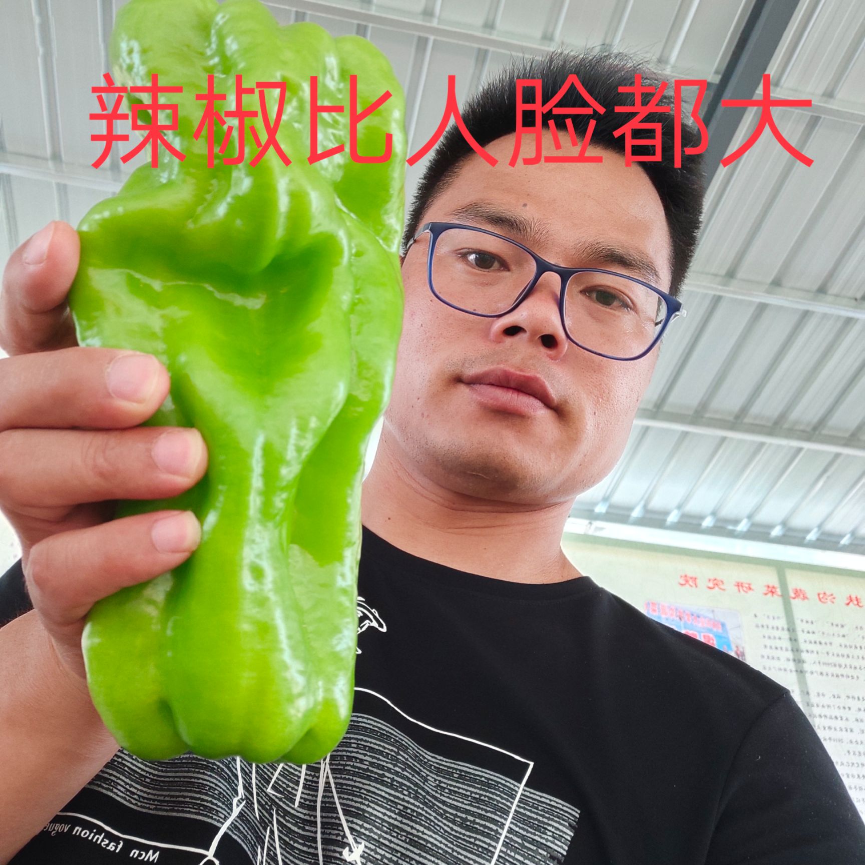 泡椒种子 豫艺新时代~型果薄皮黄绿皮果个粗长大产量高好吃的