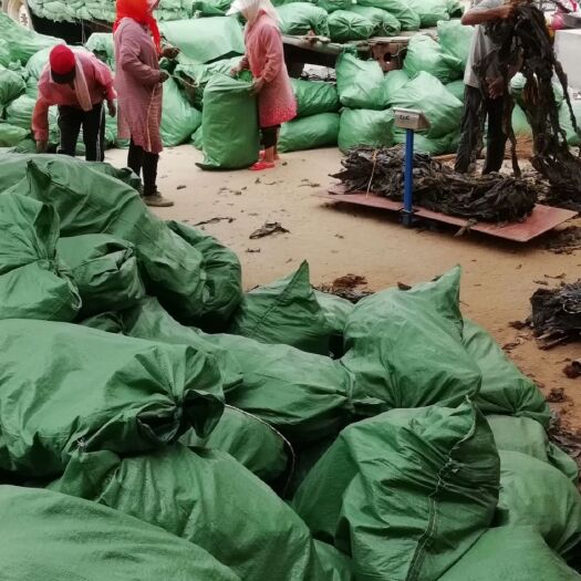 荣成市 地摊爆品煮的耙山东荣成海带散装海带多种价格无沙无碎大叶海带