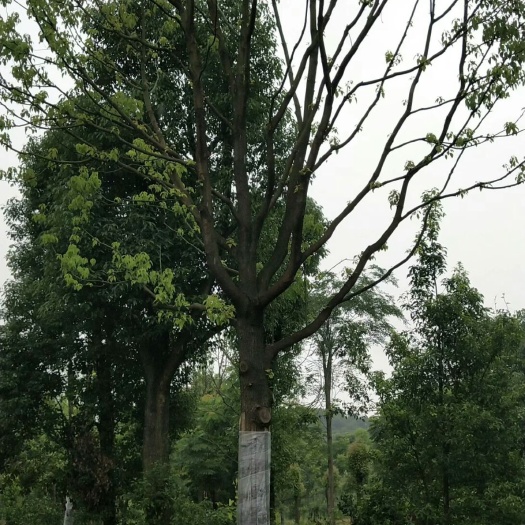 沅江市全冠移植香樟