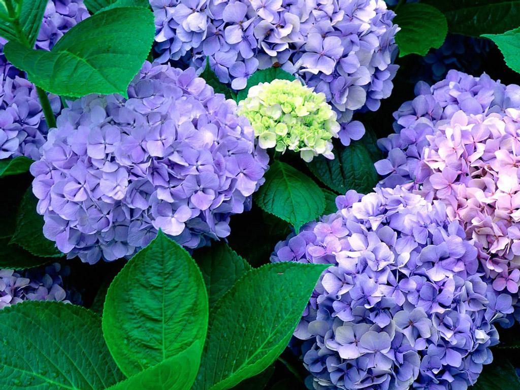 大八仙花批发 耐寒十年老桩无尽夏大花绣球花苗八仙花四季花卉盆栽室内庭院植物价格元 盆 惠农网触屏版