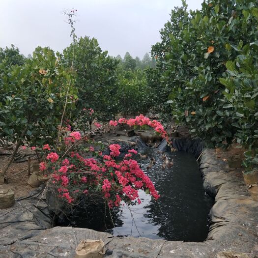 合浦县 出售马来西亚1号菠萝蜜苗