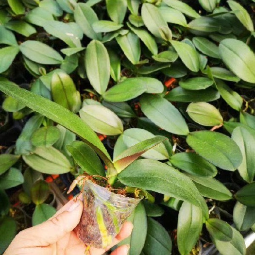 广州 蝴蝶兰杯苗 厂家直销