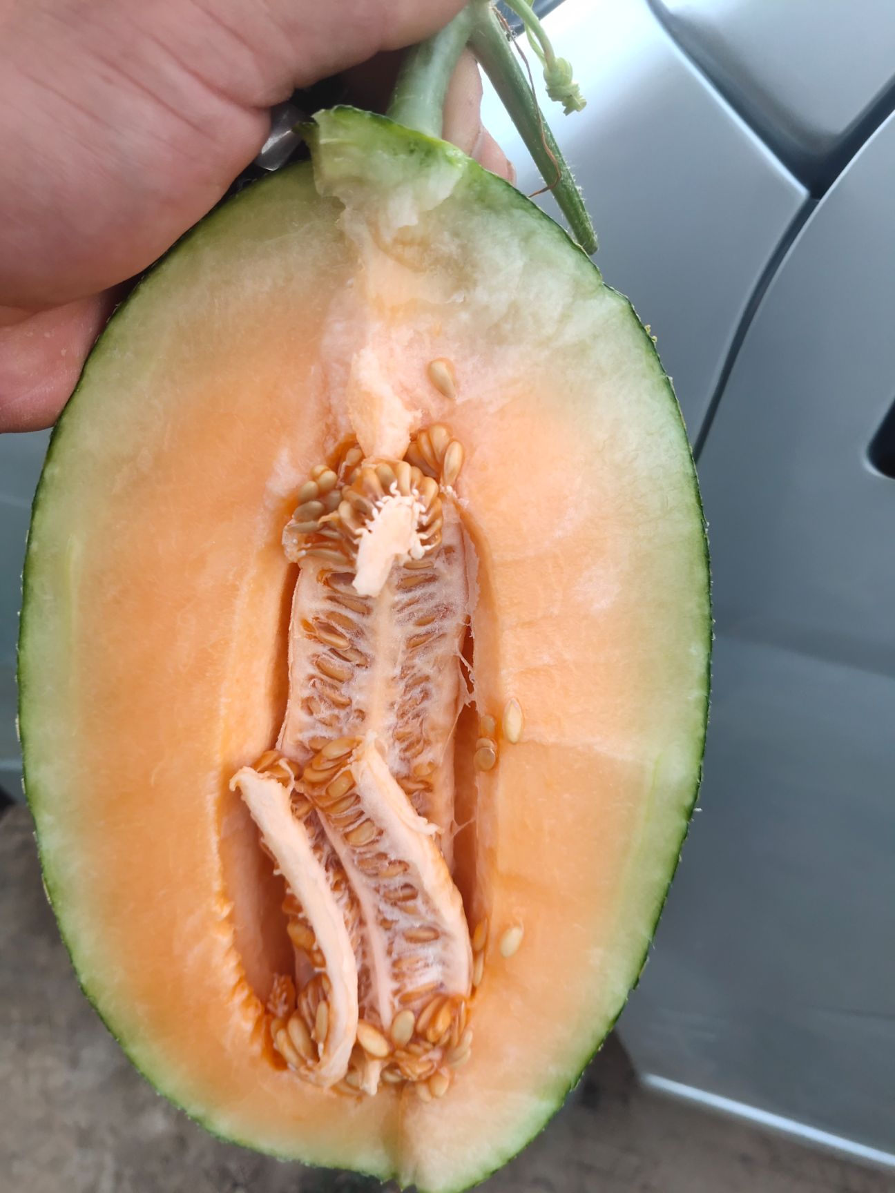 红心脆哈密瓜 量大，产地共应，二茬