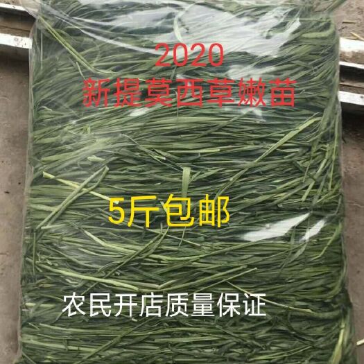 岷县青绿饲料  2022新烘干无穗，质量保证，自己加工的一手货源