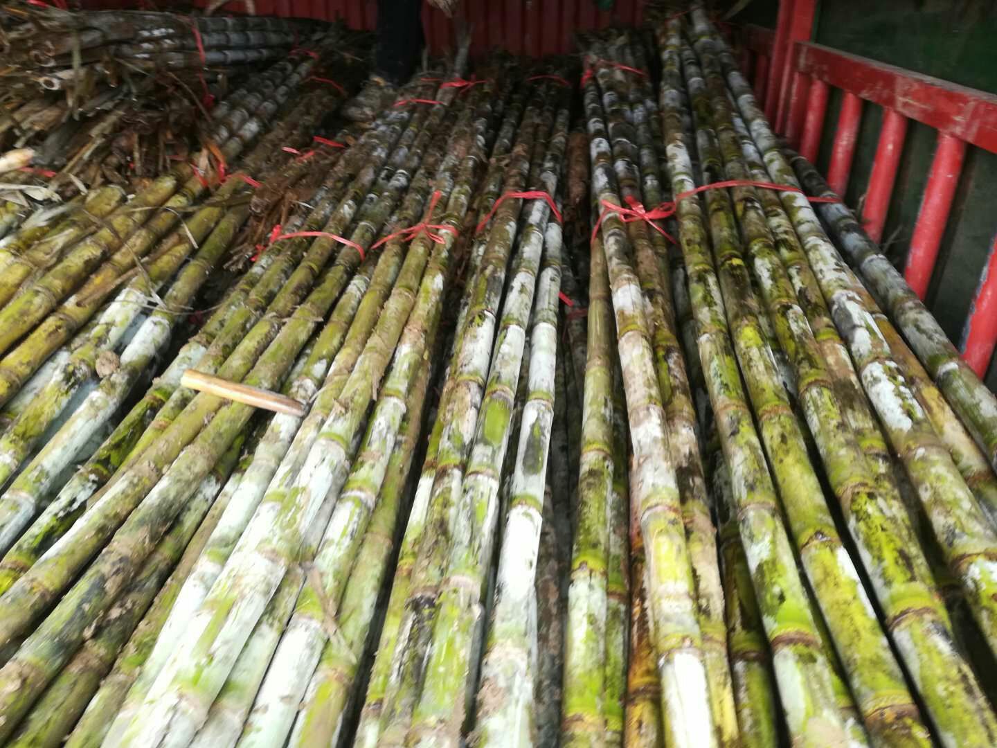 湖北青皮甘蔗,脆甜爽口汁水饱满,现发新鲜到家,超市摆摊批发！
