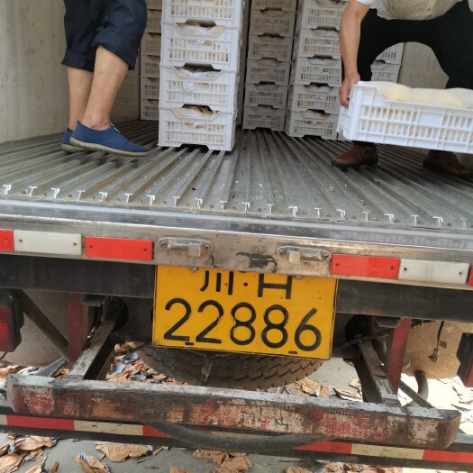 德阳 大量批发黄毛桃
