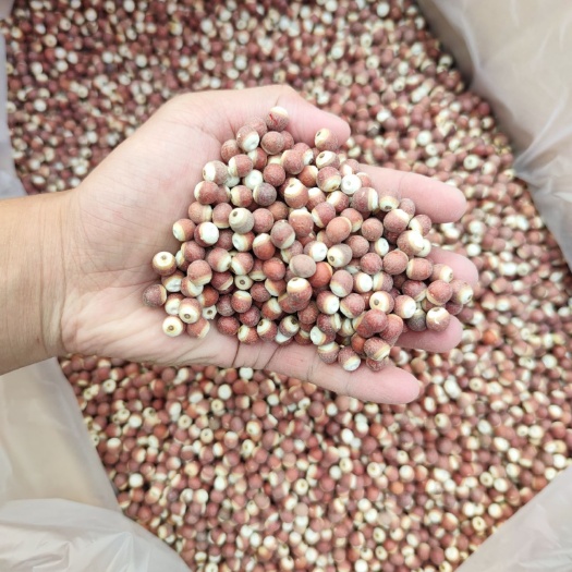 芡实 批量供应10厘圆米各种规格