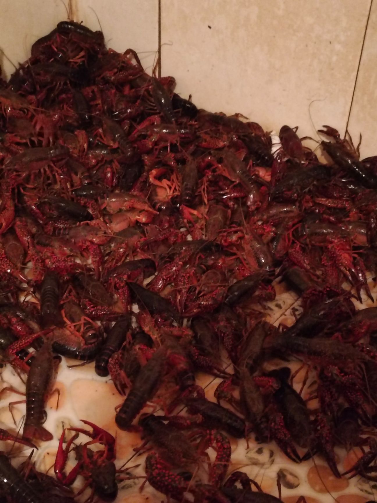 红壳小龙虾 红壳虾
