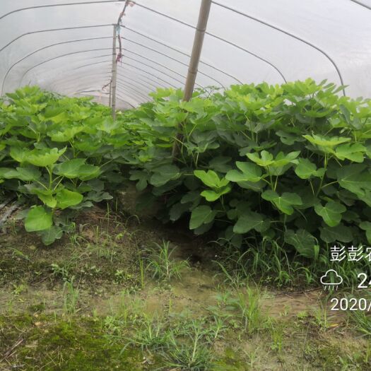 桂林青皮无花果树苗  青皮无花果扦插小苗出售，无花果成品树出售