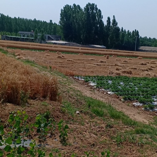 泗水县小麦秸秆 山东省济宁市泗水县