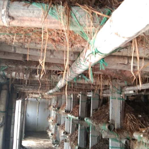 淮滨县 出售草菇。占地面积500亩