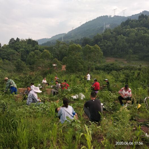 重庆市 自种鲜花椒，少化肥少农药~