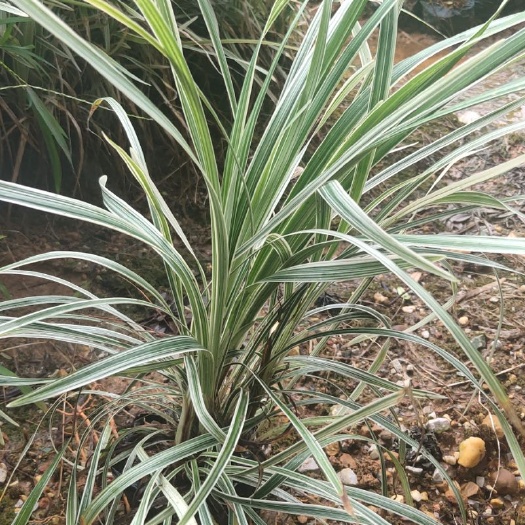 桂林 银边草